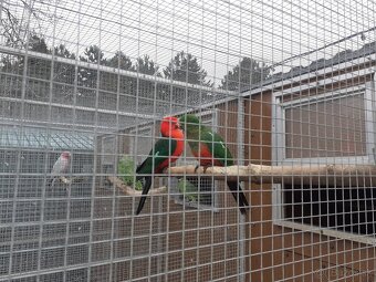 Papagáj kráľovský - 2