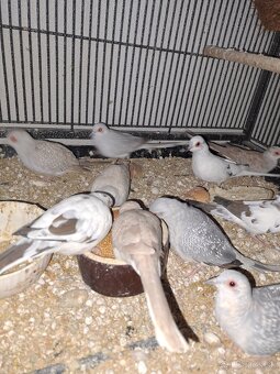 Diamantové holubky - 2