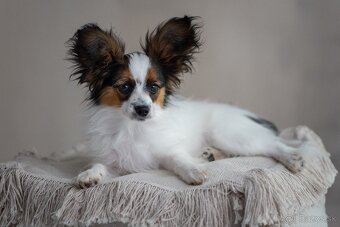 Papillon s rodokmeňom - 2