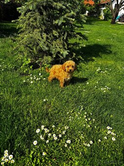 Maltipoo - 2