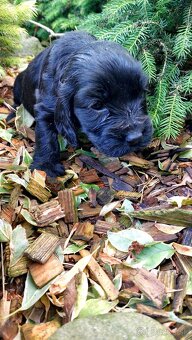 Kokerspaniel,kokrspaniel - 2