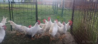 Leghorn - 2