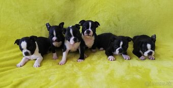 Bostonský teriér, Boston terrier - 2