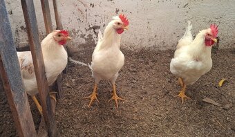 Mladé kohúty a sliepky - 2
