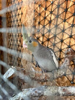 Andulky, korely, agapornis fischer - 2