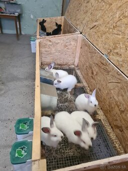 Králiky na predaj Český strakáč a Kalifornský - krížence - 2