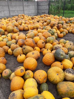 Predám tekvicové jadierka - 2