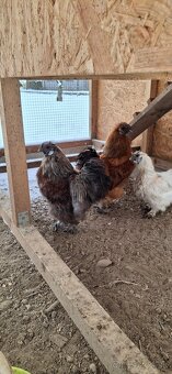 Kohúty - liliputy, hodvábničiak - 2