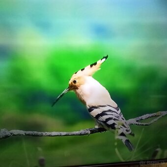 Philips smart led lcd 125 cm tv - 2