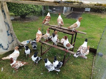 Predám holuby moravské pštrosy - 2