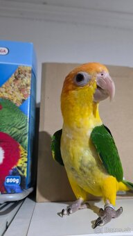 Amazonik bielobruchy - 2