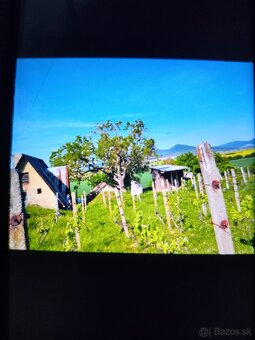 VINICA V TOKAJSKEJ OBLASTI - 2