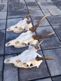 Trofeje, trofej, parozie, špicer - 2