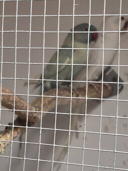 Alexander malý. - 2