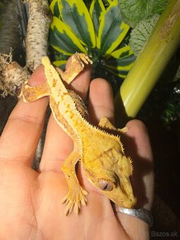 Terárium + Pagekon - 2