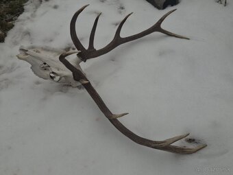 Trofej, parohy, zhody,dekoracia - 2