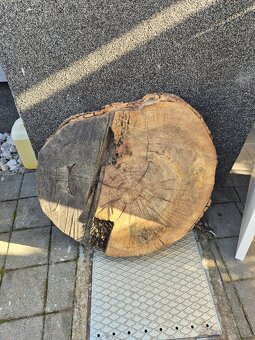 Priecny rez z jasena - 2