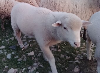 Predám jahňatá - 2