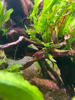 Krevetky red cherry - 2
