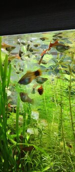 Akvarijne rastliny mix 7 druhov +10krevetiek darujem - 2