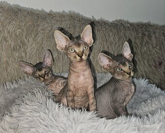 Donský sphynx mačiatka - 2