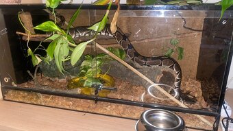 Python + terarium - 2