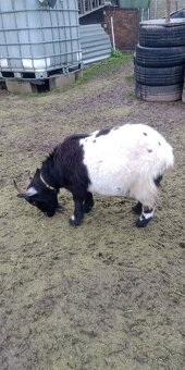 Holandský capko kastrovany 2 ročný - 2