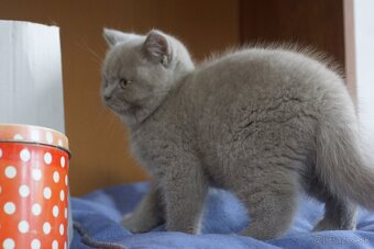 Britske maciatka - 2