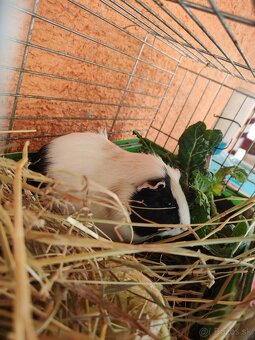 Darujeme morčátka - 2