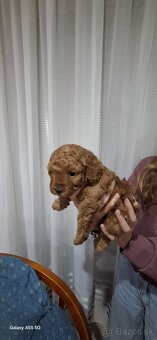 Trpazličí pudel/ pudlik - 2