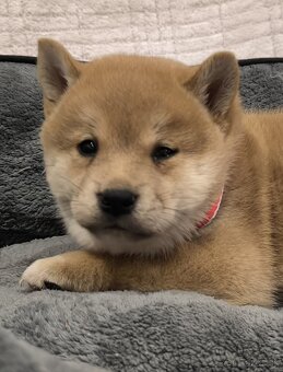 Shiba inu - 2