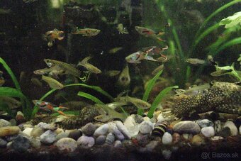 Predám Gupky Endlerove - 2