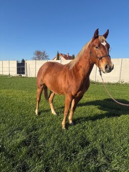 Predám QH žrebca - 2