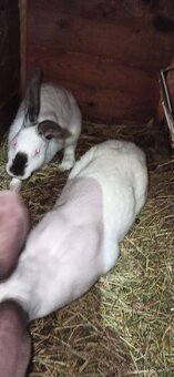 Predám králiky 4 mesačne - 2