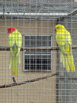 Papagáj Královský žltý predaj - 2