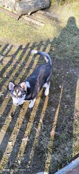 Sibírsky husky - 2