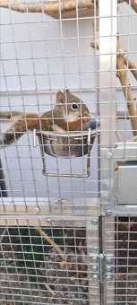 Vevericka kanadska - 2