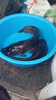 Predám Sumček africký AKCIA - 2