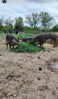 Mangalica - 2