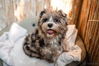 Merle Yorkshire s PP, Yorkshire terrier, Jorkshire, Yorkshir - 2