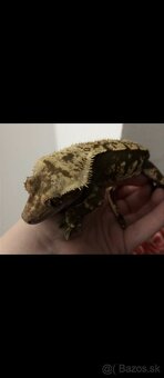 Correlophus ciliatus - 2
