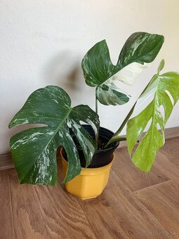 Monstera albo - 2