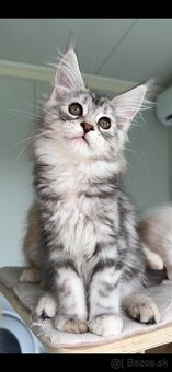 Maine Coon s PP Mainská myvalia mačiatka ❣️ - 2