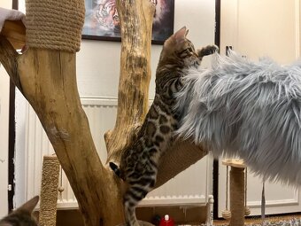 Bengalska mačka - 2