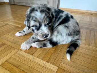 Golden Aussie steniatka - 2