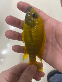 Africké cichlidy, rôzne druhy - 2