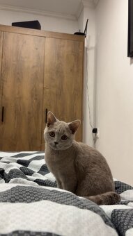 Britské Mačiatko - 2