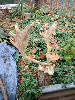 Parohy, zhody, trofej - aj výmena za včelársku literatúru - 2