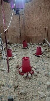 Brojlerové kurčatá - 2