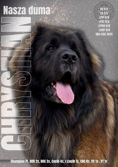 Leonberger - 2